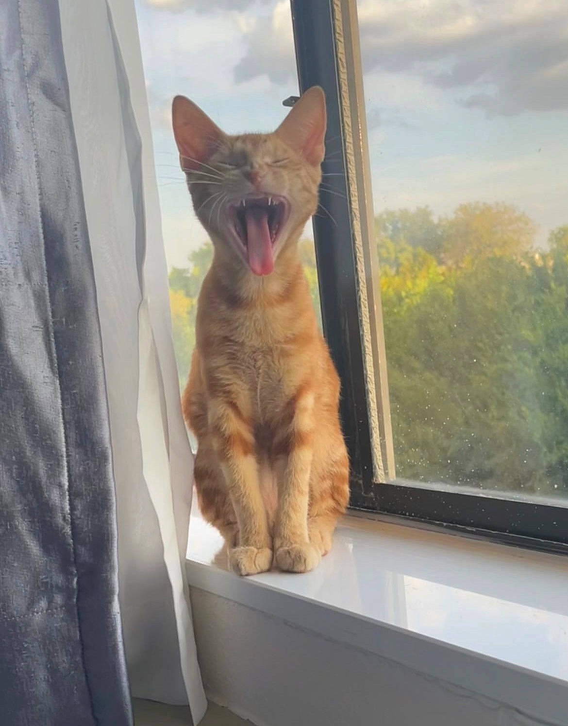 Yasmin is registered to the contest to win money with this photo: carnivore, cat, cloud, comfort, domestic_short_haired_cat, fawn, felidae, fur, paw, sky, small_to_medium_sized_cats, snout, tail, terrestrial_animal, tints_and_shades, tree, whiskers, window, windshield, wood