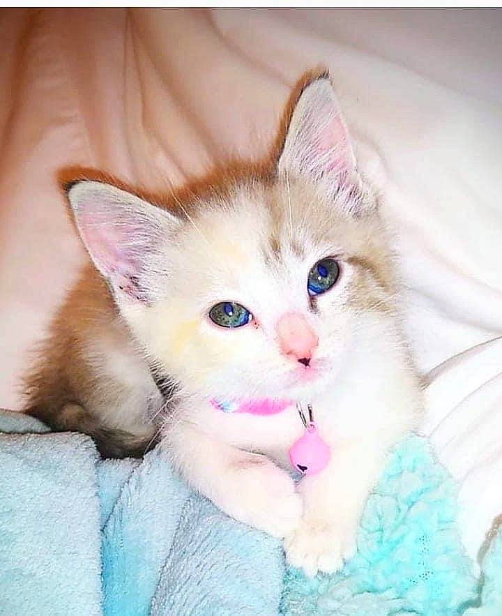 Kat is registered to the contest to win money with this photo: carnivore, cat, claw, comfort, domestic_short_haired_cat, ear, fawn, felidae, foot, fur, iris, paw, sitting, small_to_medium_sized_cats, tail, toe, whiskers