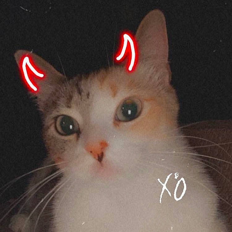 Kat joined the competition — help win amazing prizes! art, carnivore, cat, christmas, darkness, domestic_short_haired_cat, ear, event, eyelash, fashion_accessory, fawn, felidae, fur, holiday, paw, photo_caption, small_to_medium_sized_cats, snout, tail, whiskers