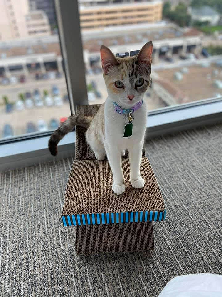 Kat is registered to the contest to win money with this photo: art, building, carnivore, cat, collar, domestic_short_haired_cat, fawn, felidae, flooring, fur, grey, line, metal, paw, road_surface, sitting, small_to_medium_sized_cats, snout, tail, whiskers