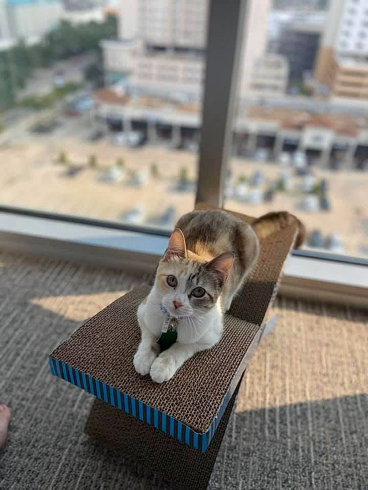 Kat is registered to the contest to win money with this photo: asphalt, canidae, carnivore, cat, companion_dog, domestic_short_haired_cat, fawn, felidae, flooring, fur, road, road_surface, sidewalk, sitting, small_to_medium_sized_cats, snout, tail, whiskers, window, wood