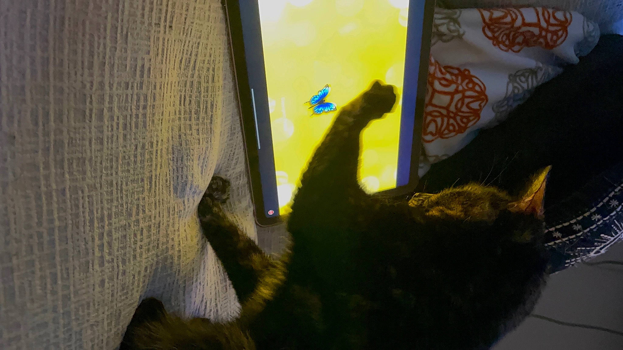 Skyrim is registered to the contest to win money with this photo: carnivore, cat, claw, domestic_short_haired_cat, felidae, fur, gesture, grass, leaf, paw, reflection, room, shadow, small_to_medium_sized_cats, tail, terrestrial_animal, tints_and_shades, visual_arts, whiskers, wildlife