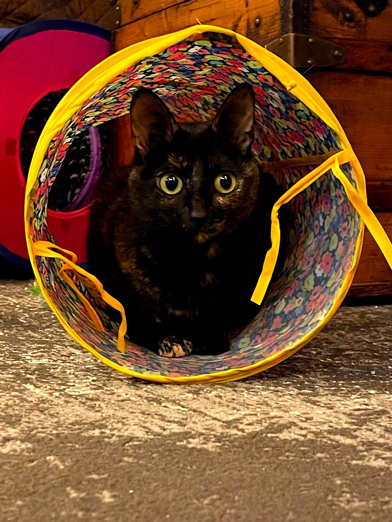 Skyrim joined the competition — help win amazing prizes! auto_part, automotive_tire, automotive_wheel_system, black_cat, bombay, carnivore, cat, circle, domestic_short_haired_cat, felidae, grass, rim, road_surface, small_to_medium_sized_cats, snout, spoke, tail, tire, whiskers, wood