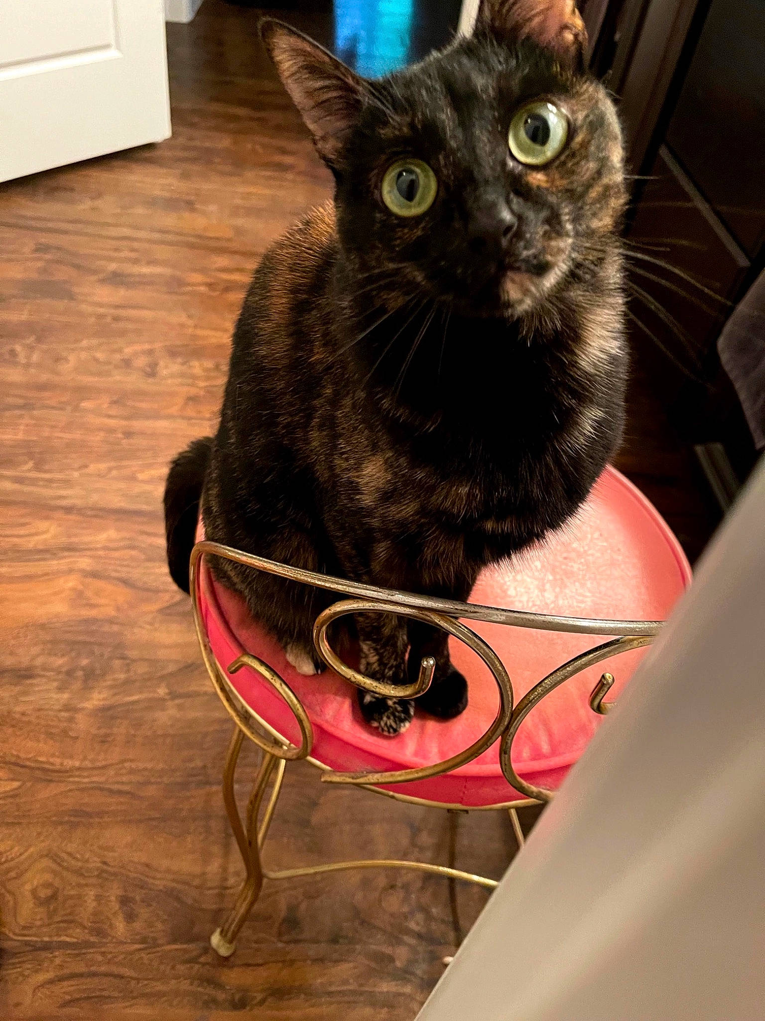 Skyrim is registered to the contest to win money with this photo: basket, carnivore, cat, chair, collar, domestic_short_haired_cat, dress, fashion_accessory, fawn, felidae, flooring, flowerpot, fur, hardwood, personal_protective_equipment, pet_supply, small_to_medium_sized_cats, snout, whiskers, wood