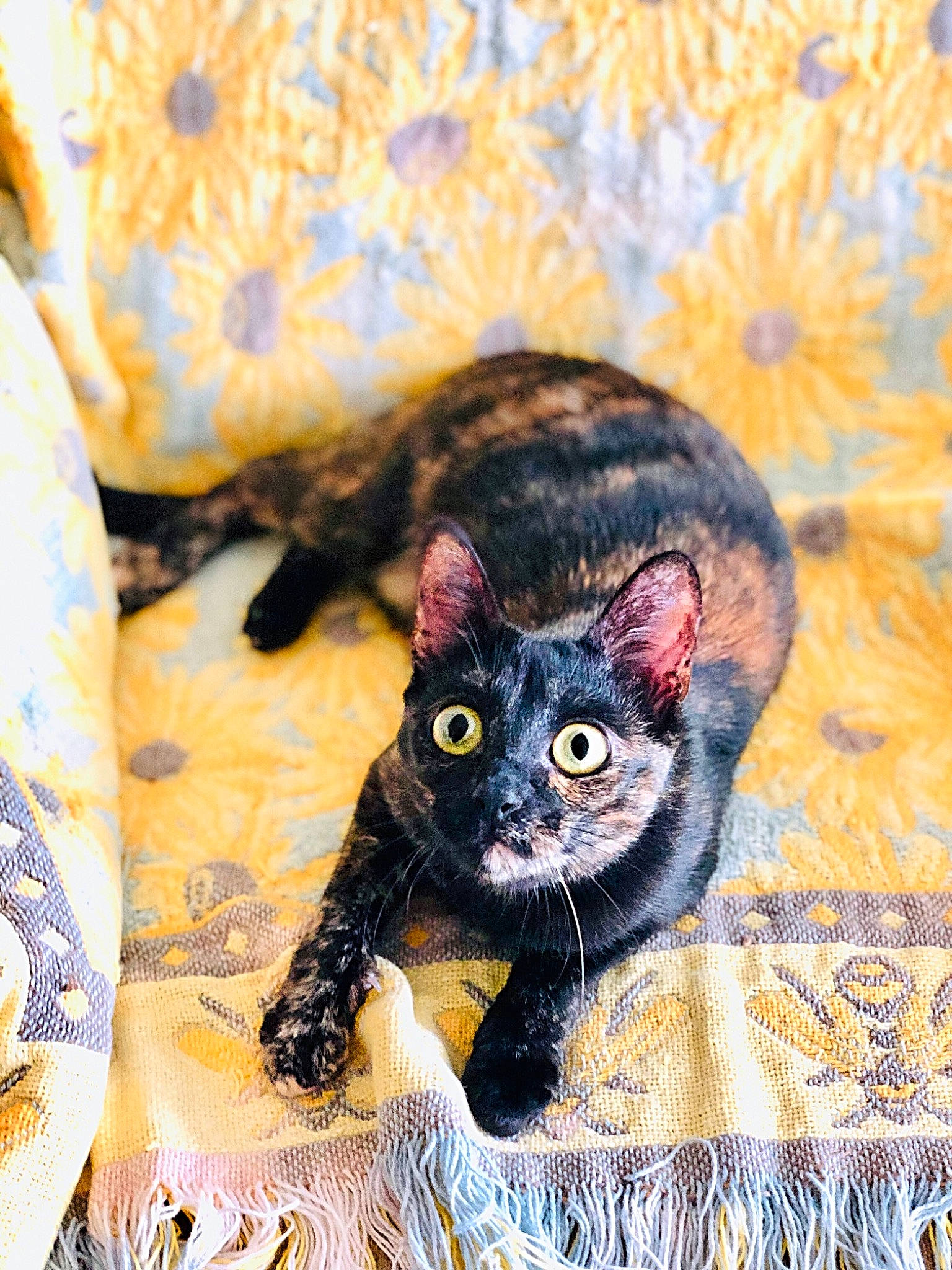 Skyrim joined the competition — help win amazing prizes! asian, carnivore, cat, cornish_rex, devon_rex, domestic_short_haired_cat, european_shorthair, eye, felidae, fur, german_rex, kitten, mammal, rex_cat, small_to_medium_sized_cats, whiskers