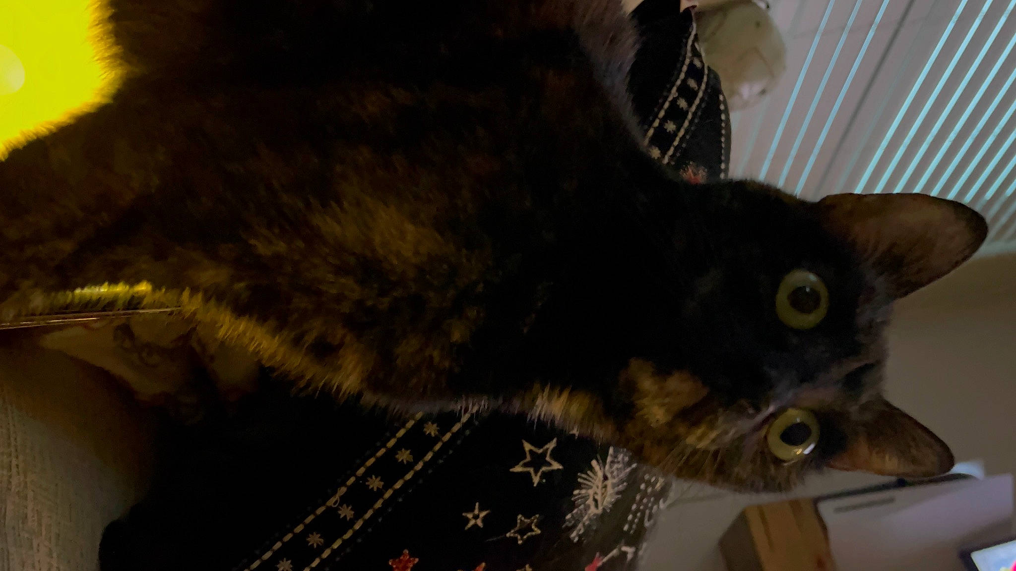 Skyrim joined the competition — help win amazing prizes! black_cat, carnivore, cat, chartreux, claw, domestic_short_haired_cat, event, felidae, fur, small_to_medium_sized_cats, snout, tail, terrestrial_animal, tree, whiskers, wildlife, window