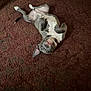 Indigo is registered to the contest to win money with this photo: dog, playful, upside_down, carpet, indoor, pet, gray_and_white, smiling, ear_flopped, lying_down, cheeky, collar, fur, cute, animal, domestic, relaxed, looking_up, floor, happy