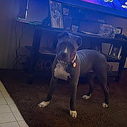 Indigo joined the competition — help win amazing prizes! dog, brown_rug, living_room, tv_screen, game_interface, framed_photos, table, tile_floor, collar, pet, indoor, electronic_device, cable, furniture, animal, canine, standing, curious, home, decor