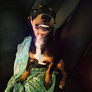 Bailey joined the competition — help win amazing prizes! dog, pet, blanket, knitted, couch, indoor, dark, fur, sitting, animal, canine, teeth_filter, funny, expression, face, portrait, small_dog, brown, black, white