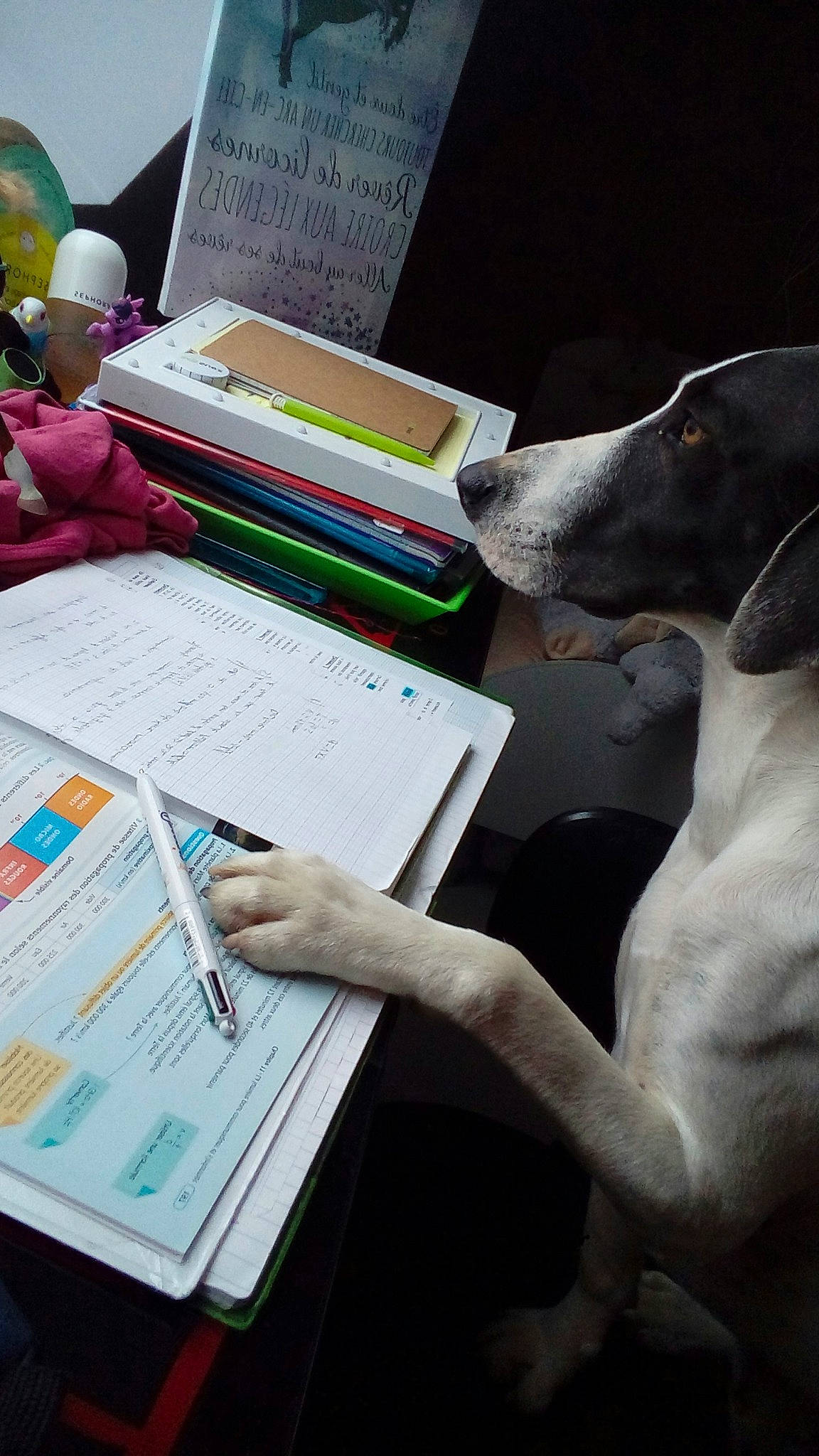 Nuage a rejoint le concours — aidez-le/la à gagner de superbes lots ! canidae, carnivore, dog, dog_breed, paper, reading, sporting_group