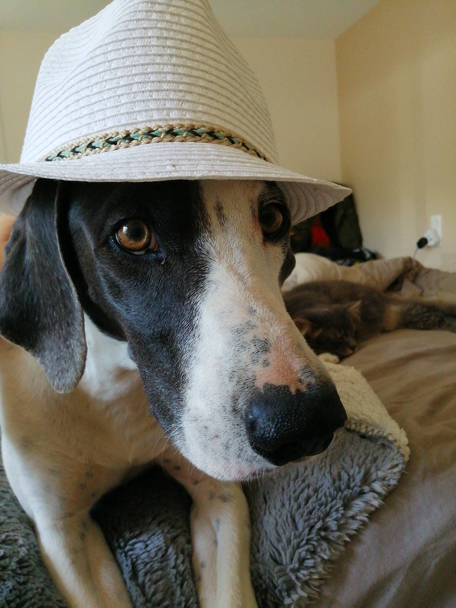 Nuage a rejoint le concours — aidez-le/la à gagner de superbes lots ! beige, canidae, carnivore, collar, companion_dog, dog, dog_breed, dog_collar, fawn, fedora, liver, pet_supply, snout, sporting_group, sun_hat, terrestrial_animal, vertebrate, whiskers, working_animal, working_dog