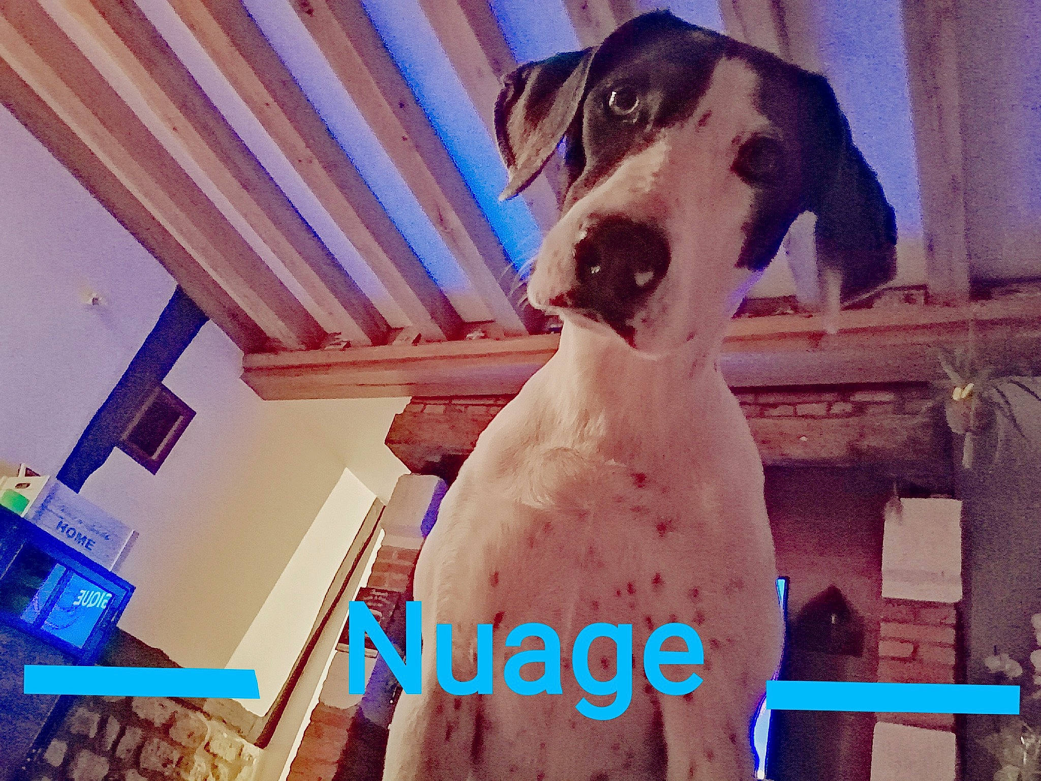 Nuage participe au concours pour gagner de l'argent avec cette photo : canidae, carnivore, collar, companion_dog, dog, dog_breed, dog_collar, dog_supply, molding, pet_supply, snout, sporting_group, working_animal, working_dog