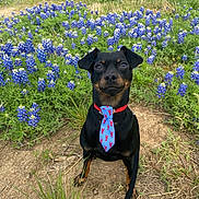 Jack is registered to the contest to win money with this photo: animal, black_dog, closeup, cute, dog, field, flowers, garden, grass, leash, nature, outdoor, pet, playful, portrait, purple_flowers, red_collar, sitting, summer, tie