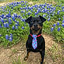dog, tie, field, flowers, purple_flowers, grass, outdoor, pet, leash, nature, animal, sitting, closeup, portrait, cute, black_dog, red_collar, summer, playful, garden