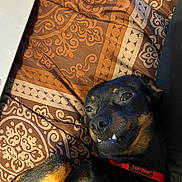 Jack joined the competition — help win amazing prizes! dog, pet, small_dog, black_and_tan, collar, top_paw, lying_down, blanket, patterned_blanket, bed, paw, teeth, cute, cozy, indoor, animal, face, fur, expression, resting