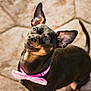 dog, pet, bow_tie, black_coat, ears, looking_up, outdoor, stone_floor, cute, animal, small_dog, portrait, collar, domestic_animal, friendly, pet_accessory, alert, canine, adorable, close_up