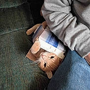 Spaz is registered to the contest to win money with this photo: animal, cardboard_box, cat, couch, cushion, ears, eyes, feline, funny, home, indoor, jeans, lying_down, orange_cat, person, pet, relaxed, sweatshirt, upside_down, whiskers