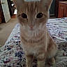 Spaz is registered to the contest to win money with this photo: animal, bed, bedroom, bedspread, cat, dresser, feline, floral_pattern, front_view, fur, indoor, kitten, orange_cat, pet, pink_nose, pointed_ears, sitting, television, whiskers, wide_eyes