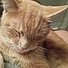 Spaz is registered to the contest to win money with this photo: cat, closeup, cream, ears, face, feline, fluffy, fur, ginger_cat, indoors, nap, nose, orange, pet, portrait, relaxed, resting, sleeping, sleepy, whiskers