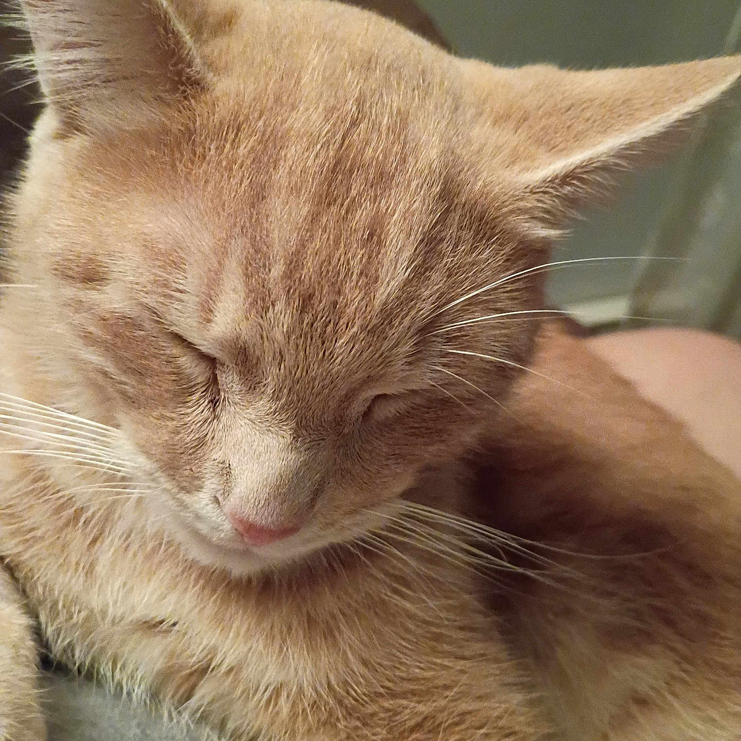 Spaz