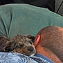 Reina De Las Plumas a rejoint le concours — aidez-le/la à gagner de superbes lots ! puppy, dog, sleeping, man, shoulder, cushion, green, hair, short_hair, resting, close_up, indoor, comfort, nap, pet, animal, human, bond, relaxation, casual_clothing