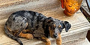 Reina De Las Plumas a rejoint le concours — aidez-le/la à gagner de superbes lots ! puppy, dog, merle_coat, stone_steps, buddha_sculpture, sculpture, outdoor, resting, pet, animal, cute, fur, ears, tail, paw, brown, black, gray, relaxed, young
