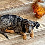 puppy, dog, merle_coat, stone_steps, buddha_sculpture, sculpture, outdoor, resting, pet, animal, cute, fur, ears, tail, paw, brown, black, gray, relaxed, young