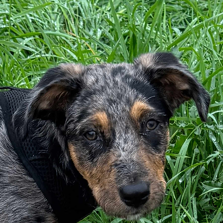 Reina De Las Plumas participe au concours pour gagner de l'argent avec cette photo : adorable, animal, black_harness, canine, closeup, curious, dog, ears, fur, grass, greenery, looking, nature, outdoor, pet, playful, portrait, puppy, snout, young