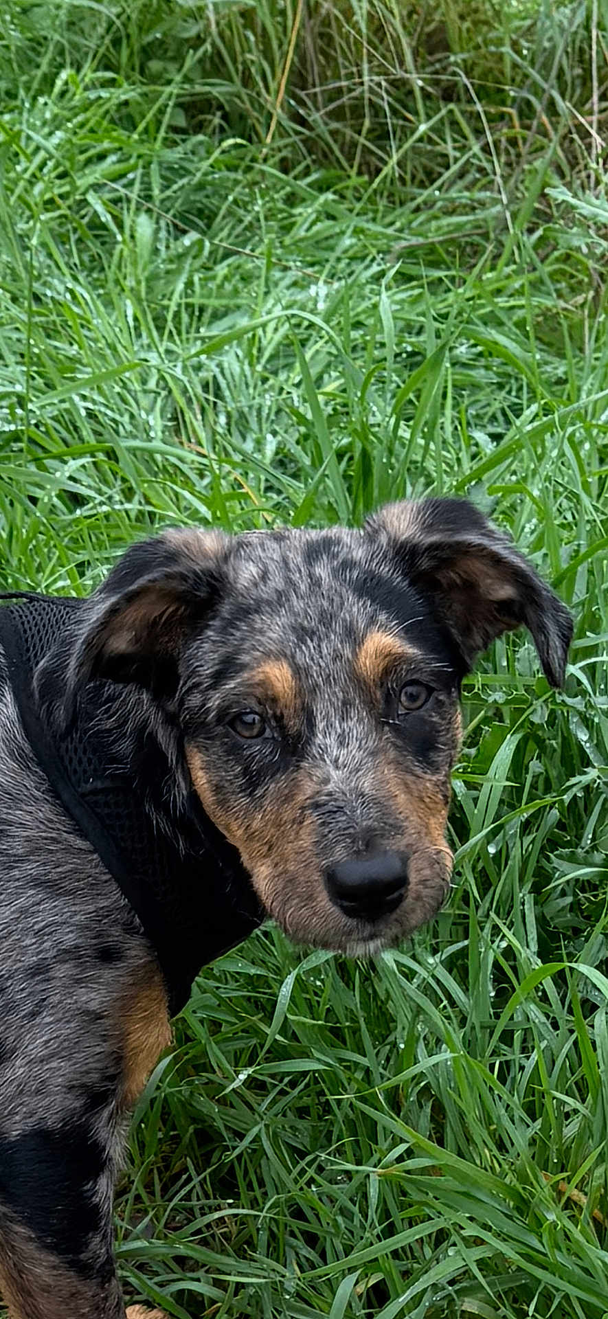 Reina De Las Plumas participe au concours pour gagner de l'argent avec cette photo : puppy, dog, grass, outdoor, pet, canine, black_harness, greenery, curious, young, animal, nature, ears, snout, fur, closeup, portrait, looking, playful, adorable