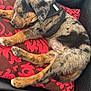 Reina De Las Plumas participe au concours pour gagner de l'argent avec cette photo : puppy, sleeping, cushion, sofa, black_leather, brown, red_pattern, dog_harness, resting, indoor, pet, young_dog, fur, paw, relaxed, cozy, home, fabric, colorful, comfort