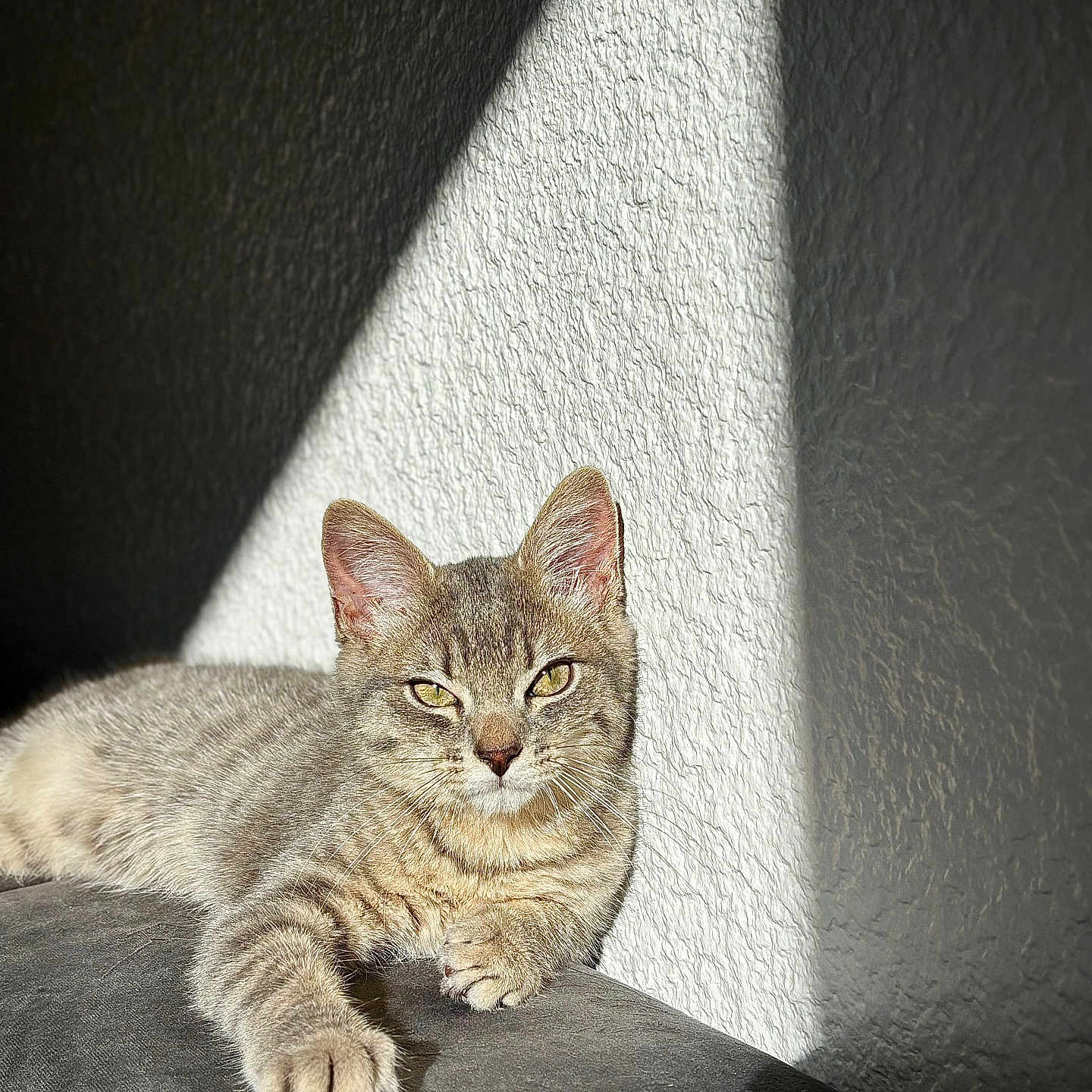 Yumi a rejoint le concours — aidez-le/la à gagner de superbes lots ! abyssinian, animal, cat, couch, furniture, kitten, manx, pet