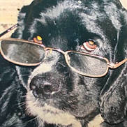 Ollie is registered to the contest to win money with this photo: animal, black_dog, calm, close_up, dog, ears, expression, eyes, face, fur, glasses, head, indoors, looking_away, muzzle, nostrils, pet, portrait, snout, whiskers