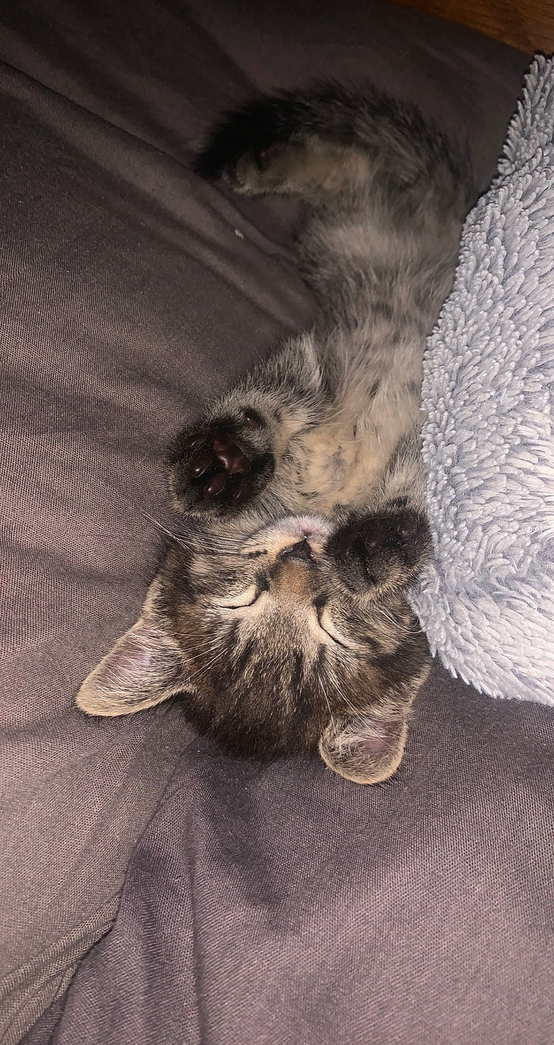 Taz a rejoint le concours — aidez-le/la à gagner de superbes lots ! canidae, carnivore, cat, claw, comfort, dog_breed, domestic_short_haired_cat, fawn, felidae, fur, grey, human_leg, paw, small_to_medium_sized_cats, sporting_group, tail, terrestrial_animal, whiskers, wood, wrinkle