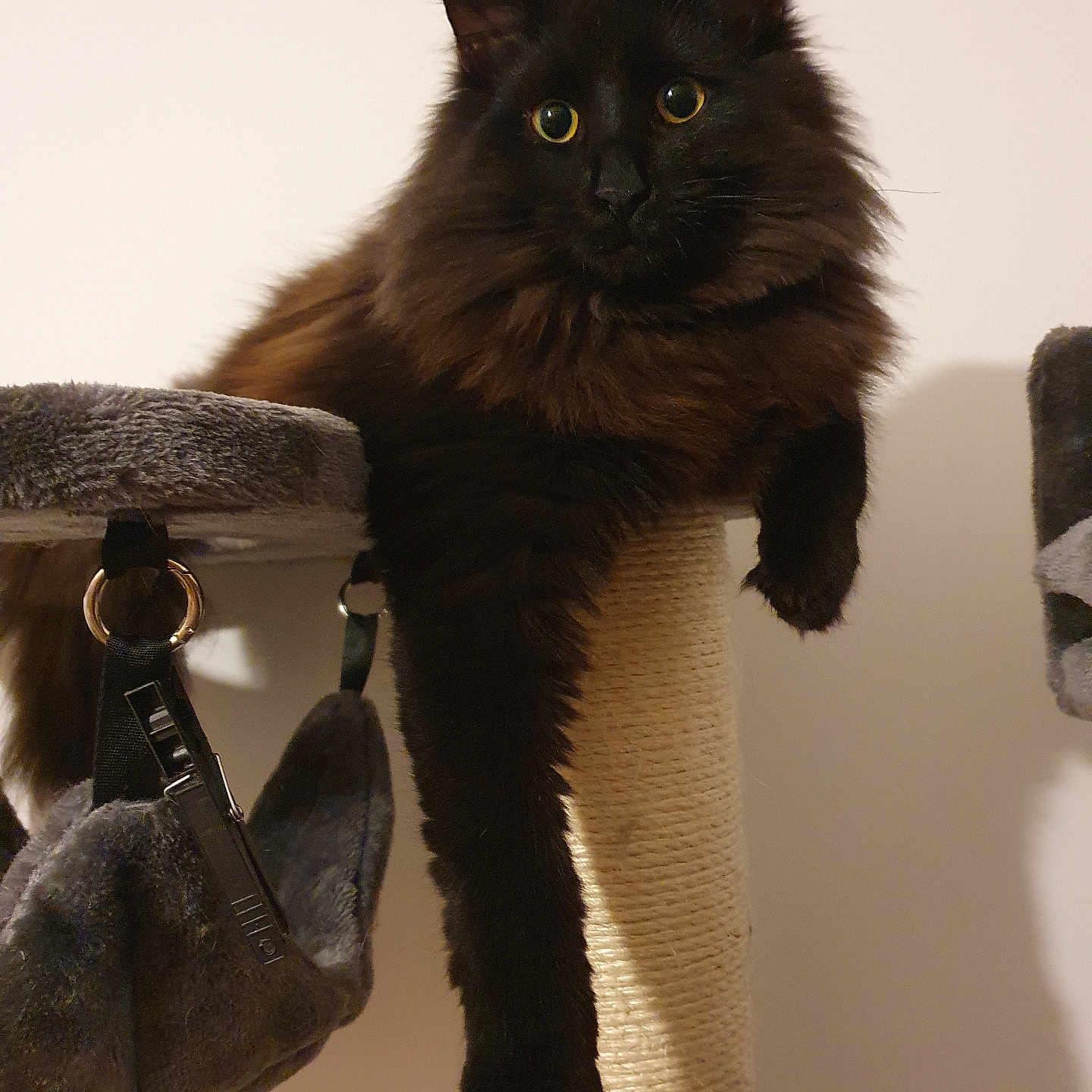 Xenia