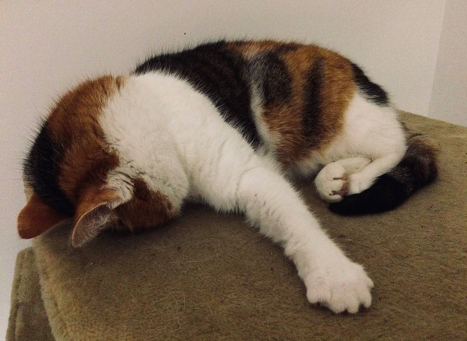 Duchesse a rejoint le concours — aidez-le/la à gagner de superbes lots ! carnivore, cat, comfort, domestic_short_haired_cat, felidae, fur, nap, paw, sleep, small_to_medium_sized_cats, tail, terrestrial_animal, whiskers