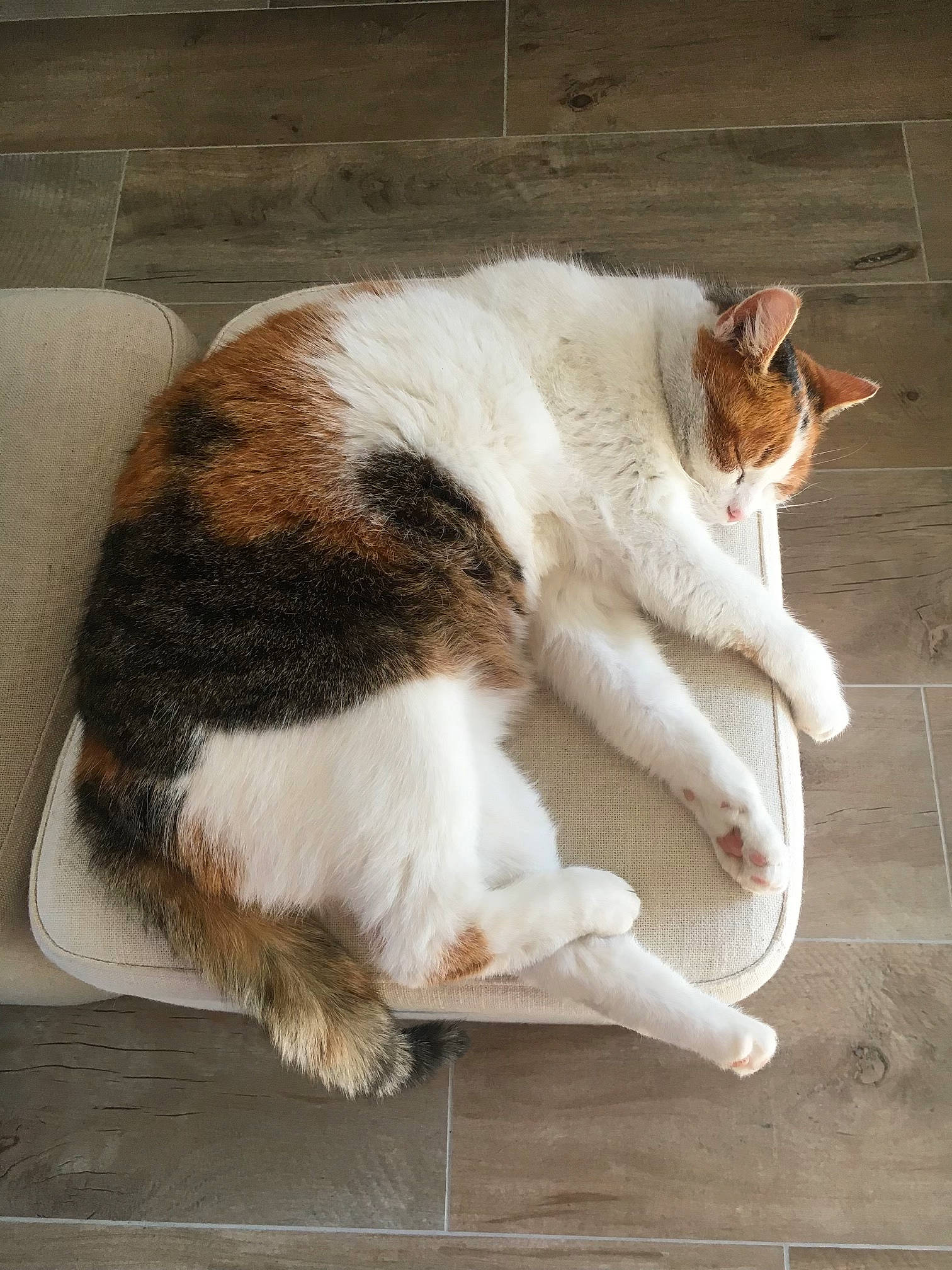 Duchesse participe au concours pour gagner de l'argent avec cette photo : art, carnivore, cat, claw, domestic_short_haired_cat, eye, fawn, felidae, flooring, foot, fur, paw, sitting, small_to_medium_sized_cats, snout, tail, terrestrial_animal, whiskers, window, wood