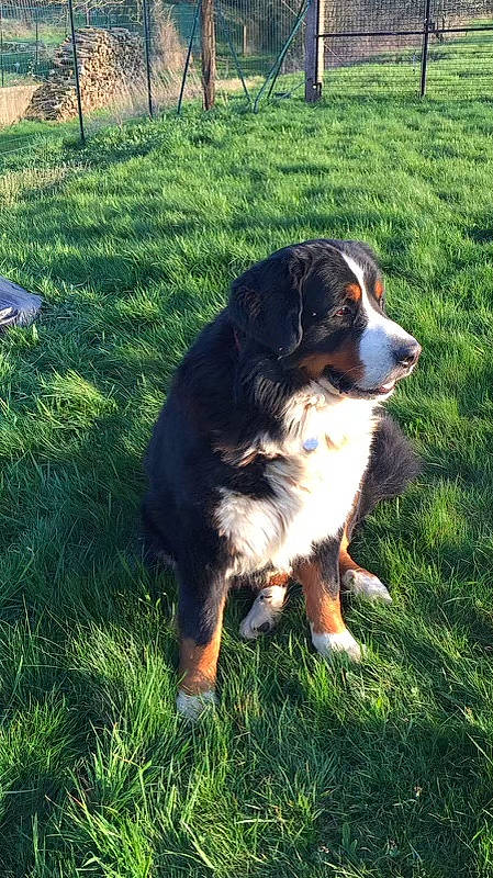 Oscar participe au concours pour gagner de l'argent avec cette photo : bernese_mountain_dog, canidae, carnivore, companion_dog, dog, dog_breed, grass, hunting_dog, plant, snout, sporting_group, terrestrial_animal, working_dog