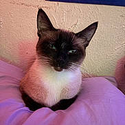 Stormi is registered to the contest to win money with this photo: cat, siamese_cat, pet, indoor, pillow, purple, feline, whiskers, ears, face, fur, relaxed, animal, domestic, cozy, resting, looking, closeup, texture, background