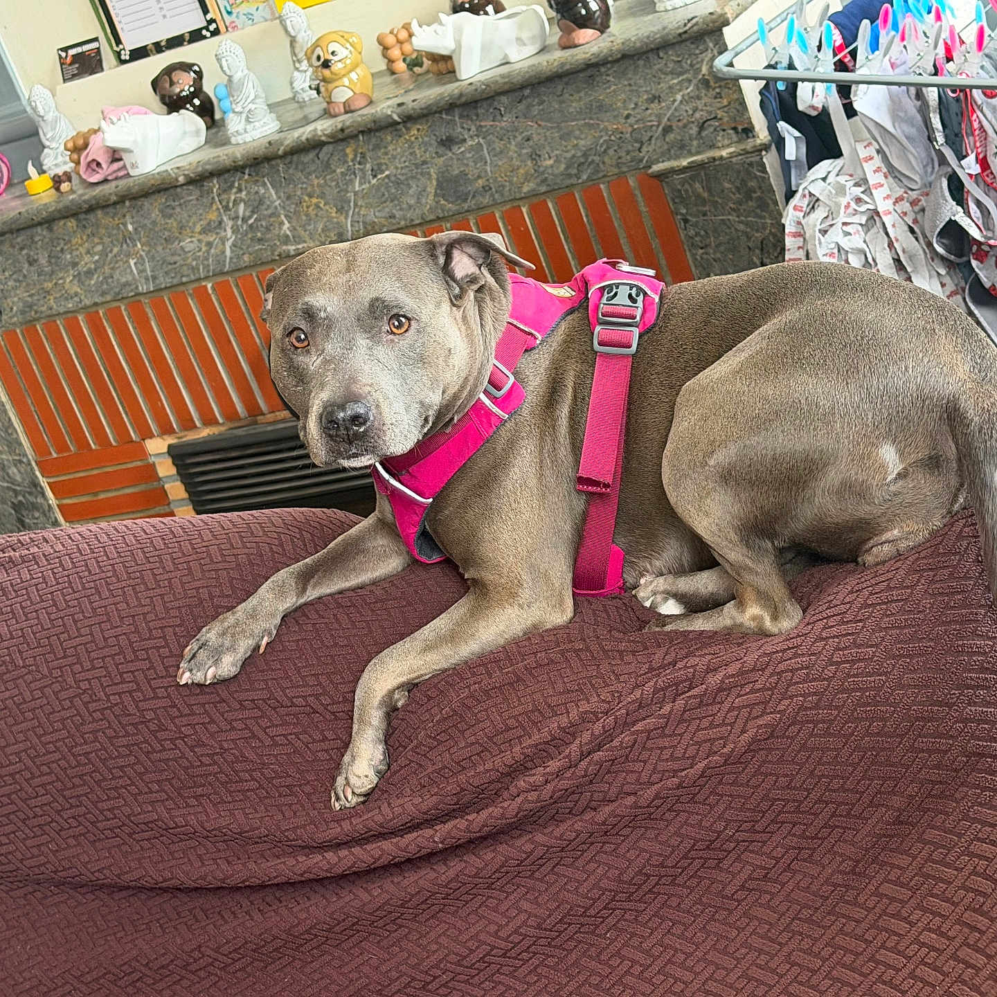 Shanel participe au concours pour gagner de l'argent avec cette photo : dog, pet, indoor, sofa, blanket, harness, gray_dog, fireplace, figurines, clothes_rack, laundry, home, furniture, relaxed, resting, animal, domestic, mammal, cozy, living_room