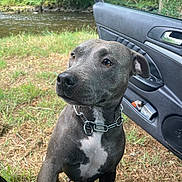 Shanel participe au concours pour gagner de l'argent avec cette photo : dog, canine, pet, gray_dog, white_chest, collar, car_door, vehicle_interior, grass, river, water, trees, nature, outdoor, animal, looking_away, daylight, closeup, portrait, paw