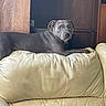 Shanel participe au concours pour gagner de l'argent avec cette photo : dog, gray_dog, lounge, couch, leather_couch, indoor, pet, wooden_cabinet, furniture, canine, domestic_animal, looking_back, relaxed, home_interior, animal, companion, side_view, calm, resting, household