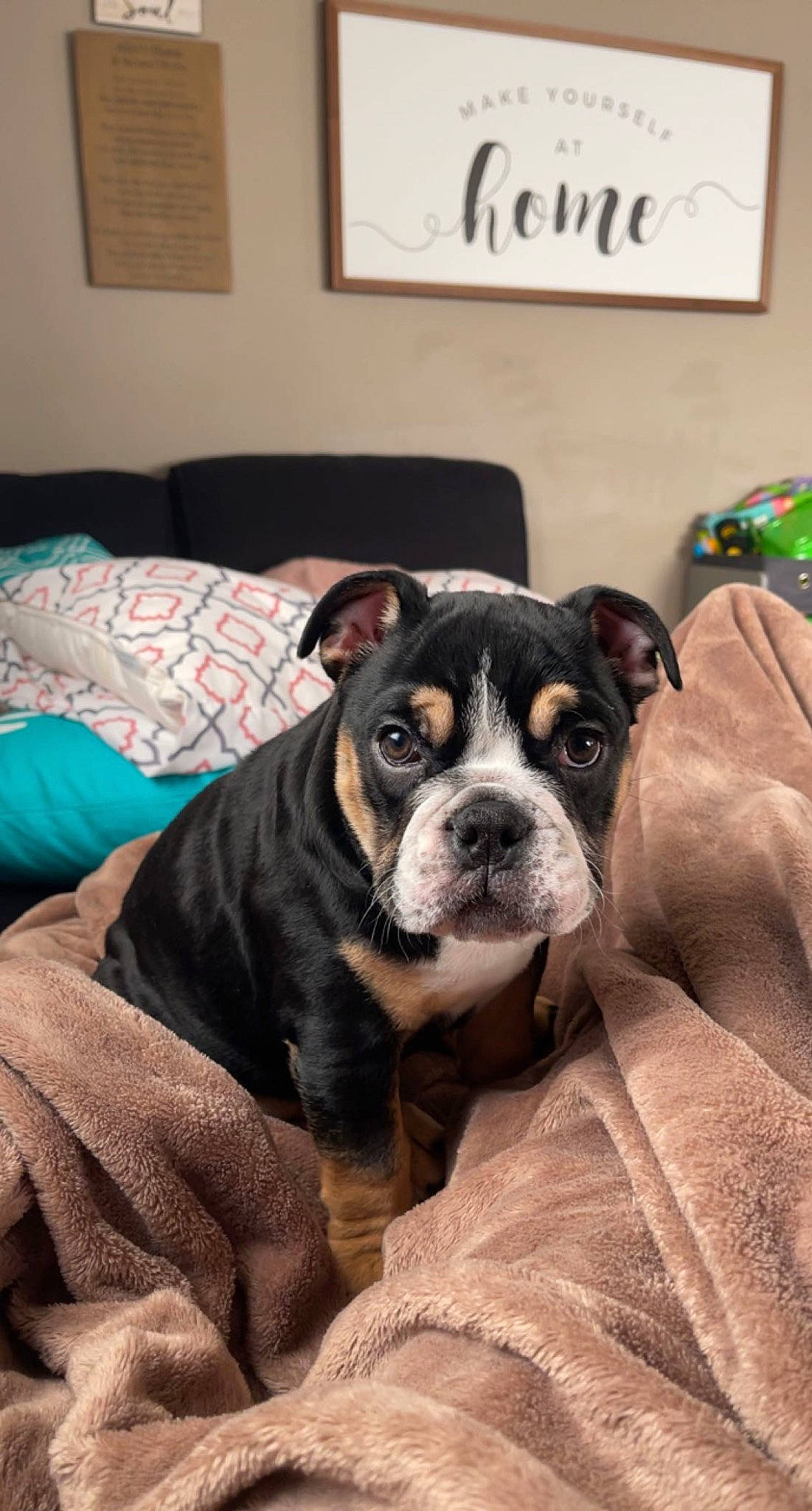 Finley joined the competition — help win amazing prizes! bored, boston_terrier, canidae, carnivore, comfort, companion_dog, couch, dog, dog_breed, fawn, fur, guard_dog, non_sporting_group, picture_frame, puppy, snout, sporting_group, toy_dog, whiskers, working_animal