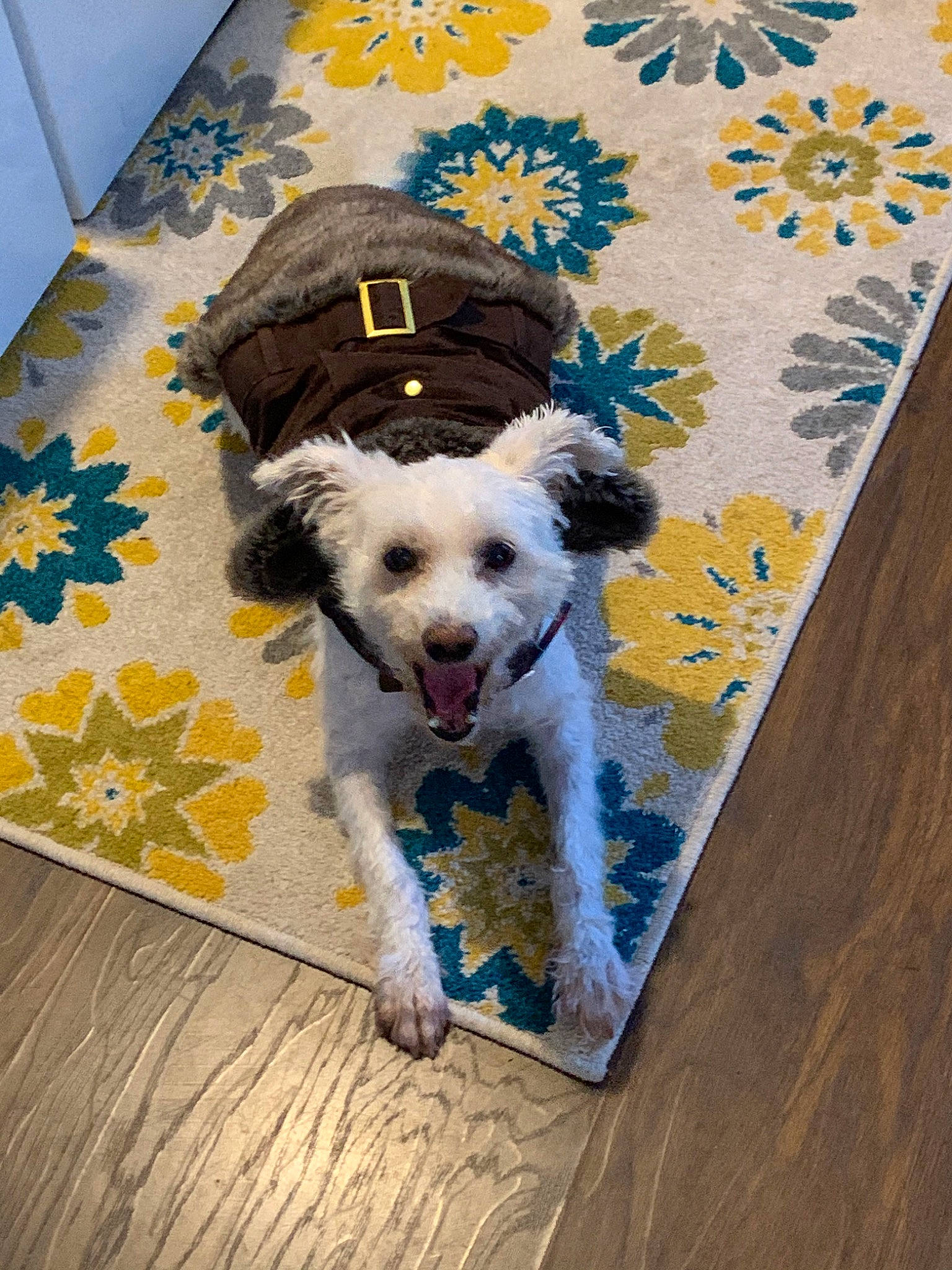 Tango joined the competition — help win amazing prizes! canidae, carnivore, cavachon, companion_dog, dog, dog_breed, floor, flooring, havanese, lagotto_romagnolo, miniature_poodle, morkie, poodle_crossbreed, puppy, schnoodle, sporting_lucas_terrier, toy_poodle