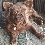 Joy participe au concours pour gagner de l'argent avec cette photo : dog, pet, animal, brown_fur, wrinkled_face, ears, floor, stone_tiles, wicker_furniture, collar, tag, indoor, resting, looking, cute, portrait, close_up, expression, paw, laying_down