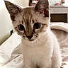 Simba is registered to the contest to win money with this photo: kitten, cat, animal, pet, indoor, bed, feline, young, cute, whiskers, ears, fur, portrait, looking, small, domestic, cute_pet, mammal, resting, soft