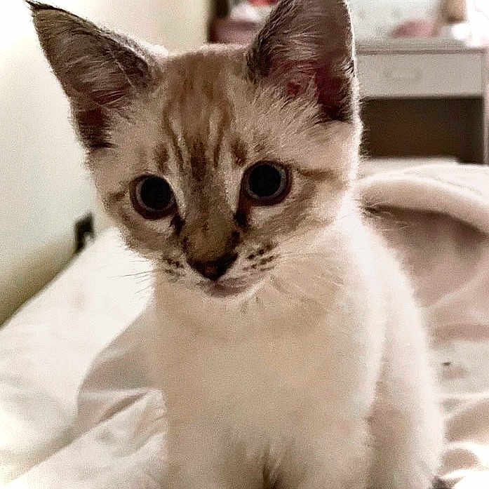 Simba