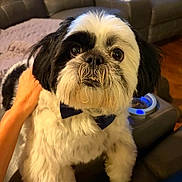 Romeo joined the competition — help win amazing prizes! dog, shih_tzu, small_dog, pet, canine, fluffy, white_and_black, bow_tie, sitting, portrait, indoors, living_room, sofa, couch, leather_furniture, human_hand, pet_photography, direct_gaze, cute, home