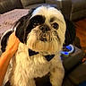 dog, shih_tzu, small_dog, pet, canine, fluffy, white_and_black, bow_tie, sitting, portrait, indoors, living_room, sofa, couch, leather_furniture, human_hand, pet_photography, direct_gaze, cute, home