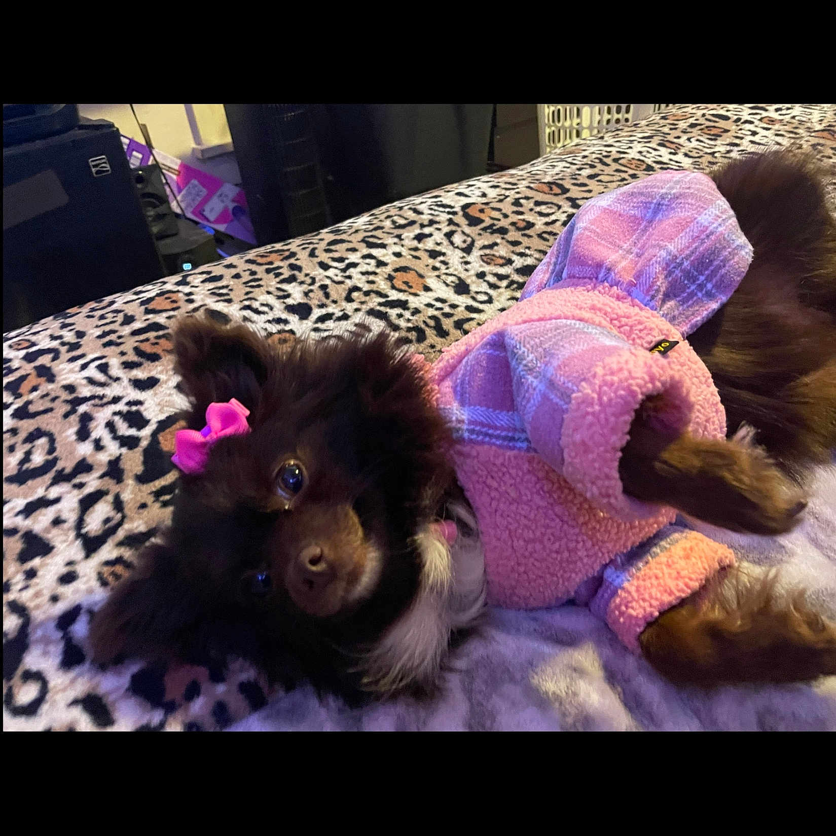 Daisy joined the competition — help win amazing prizes! adorable, animal, blanket, companion, cozy, cute, dog, fur, furry, home, indoors, leopard_print, lying_down, pet, pink_bow, pink_jacket, plaid, relaxed, resting, small_dog