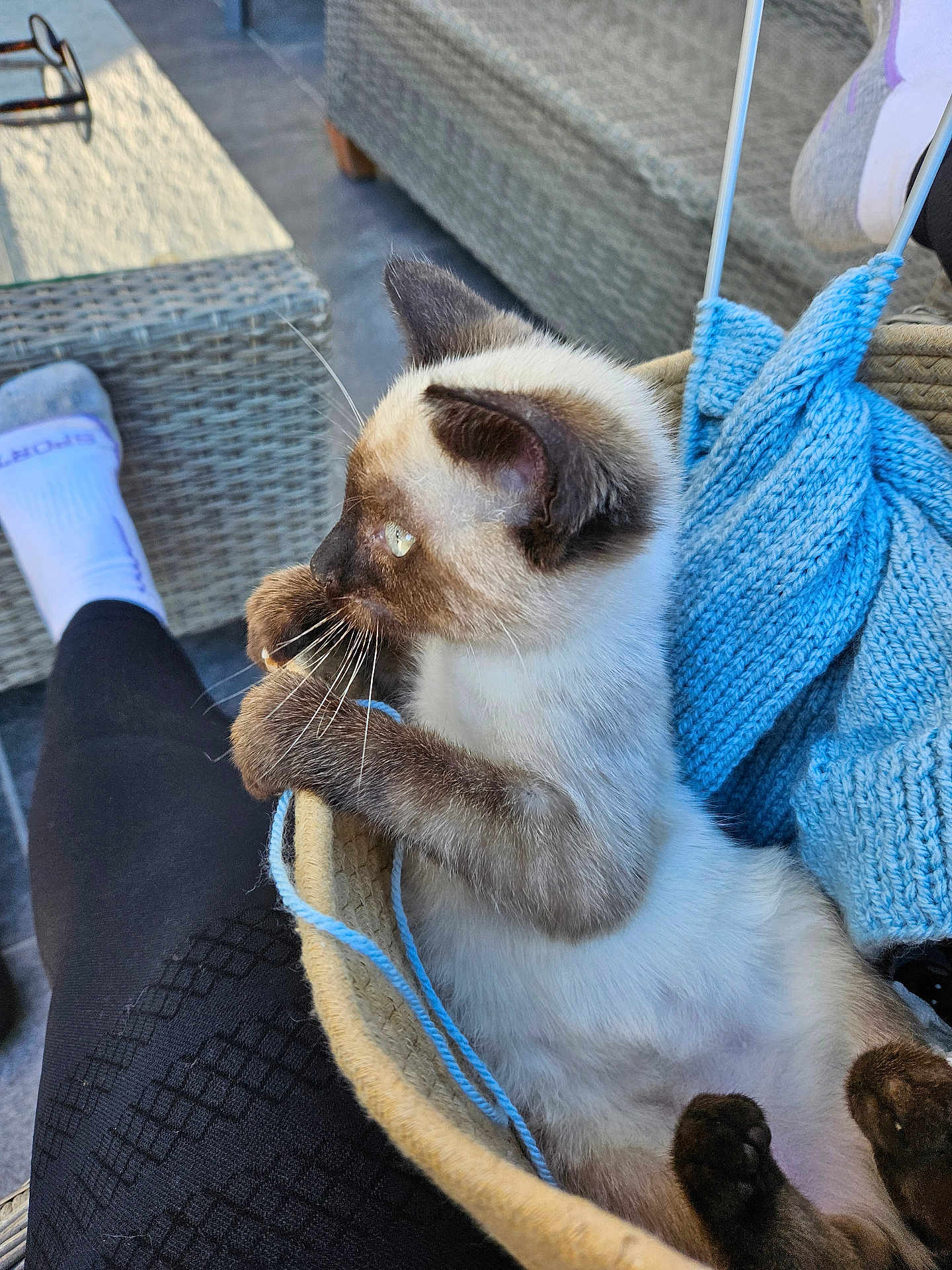 Albi a rejoint le concours — aidez-le/la à gagner de superbes lots ! animal, basket, black_pants, blue_blanket, closeup, cozy, curious, furniture, home, indoor, kitten, knitted, legs, paw, person, pet, relaxation, siamese_cat, sock, whiskers